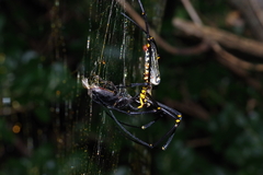 Serrognathus titanus okinawanus