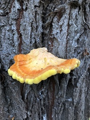 Laetiporus sulphureus