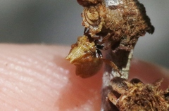 Multareoides bifurcatus