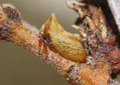 Multareoides bifurcatus