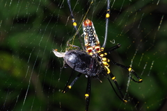 Serrognathus titanus okinawanus