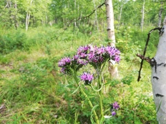 Saussurea pseudotilesii