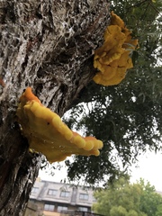 Laetiporus sulphureus