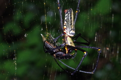 Serrognathus titanus okinawanus