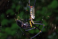 Serrognathus titanus okinawanus