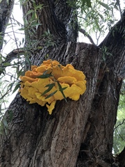 Laetiporus sulphureus