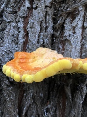 Laetiporus sulphureus