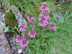 Pedicularis chamissonis