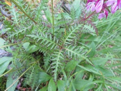 Pedicularis chamissonis