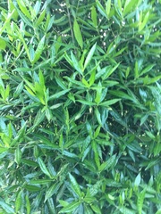 Stenostomum resinosum