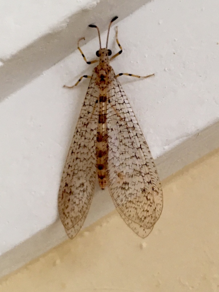 Tricholeon