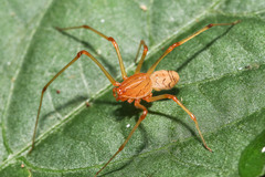 Araneae