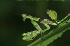 Mantodea