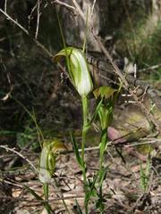 Pterostylis grandiflora