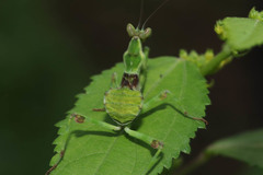 Mantodea