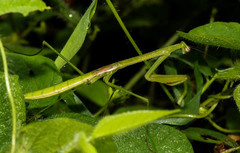 Mantodea