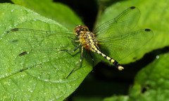 Diplacodes trivialis