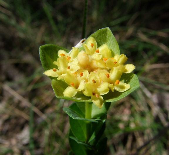 yellow rice-flower