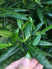 Stenostomum resinosum