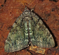 Catocala lacrymosa