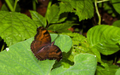 Junonia iphita