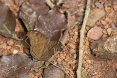 Junonia iphita