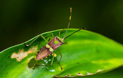 Prismatocerus signatus