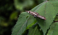Neptis hylas