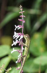 Calotes versicolor