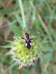 Adelphocoris reichelii