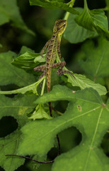 Calotes versicolor
