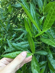 Stenostomum resinosum