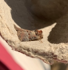 Mesoligia literosa