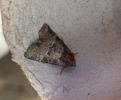 Mesoligia literosa