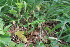 Sceptridium robustum