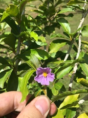 Solanum conocarpum