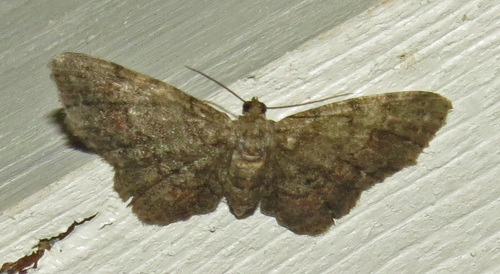 Texas Gray photo 5
