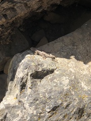 Sceloporus graciosus