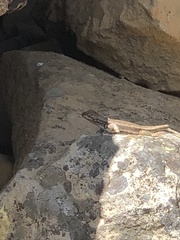Sceloporus graciosus