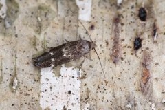 Mompha subbistrigella