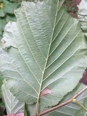Phyllonorycter nicellii