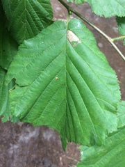 Phyllonorycter nicellii