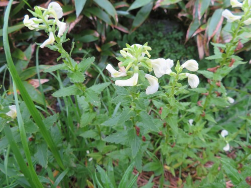 Pedicularis yezoensis iNat (3)