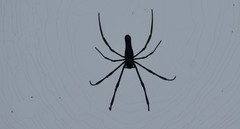 Nephila pilipes