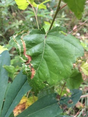 Agromyza alnibetulae