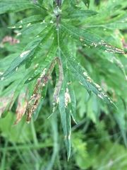 Phytomyza artemisivora