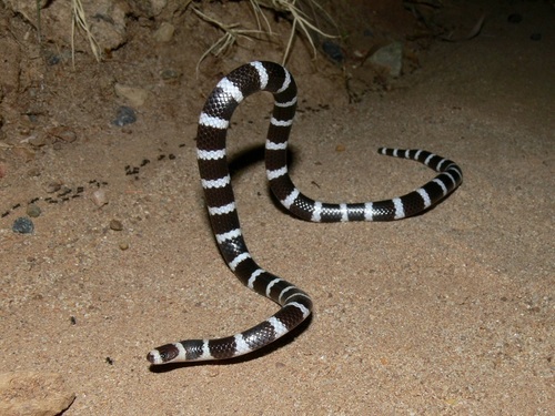 Eastern Bandy Bandy sighting