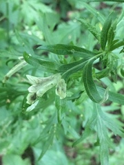 Calycomyza artemisiae