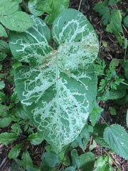 Phytomyza lappae