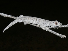 Strophurus williamsi